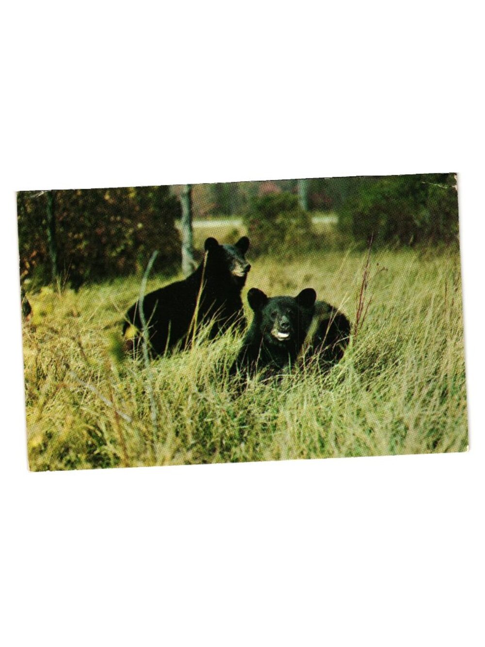 Vintage 1950 Postcard Pair Black Bears Vacationland Scene WI Postmarked Stamp